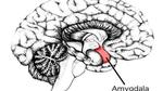 اللوزة الدماغية (Amygdala) وظيفتها وأعراضها